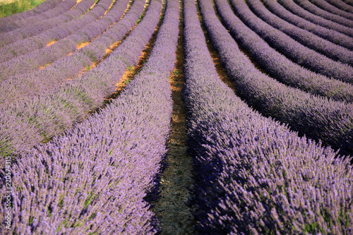 Fototapeta Naklejka Na Ścianę i Meble -  Lavendelfeld in der Provence