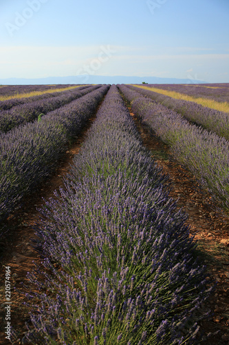 Fototapeta Naklejka Na Ścianę i Meble -  Lavendelfeld in der Provence