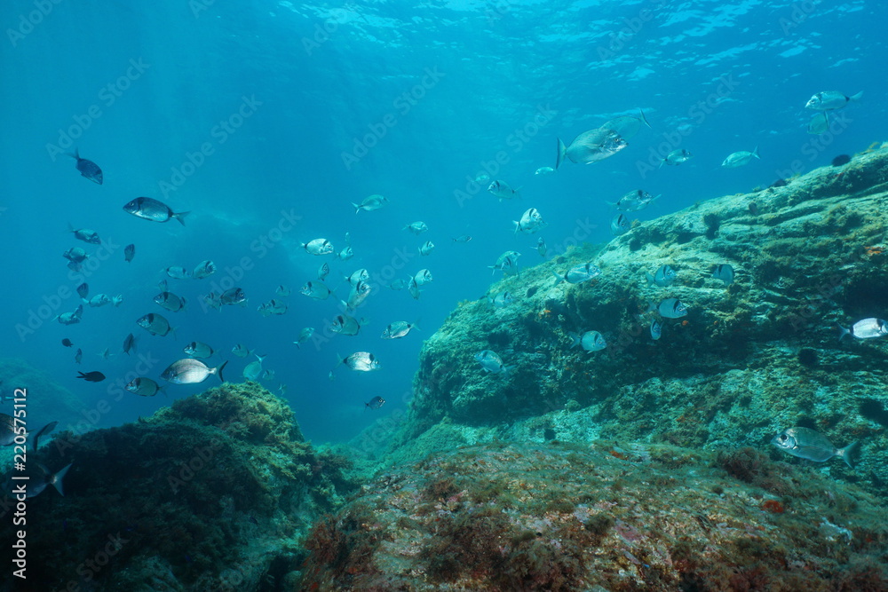 Seabreams fish with rock underwater in the Mediterranean sea, Catalonia, Cap de Creus, Costa Brava, Spain