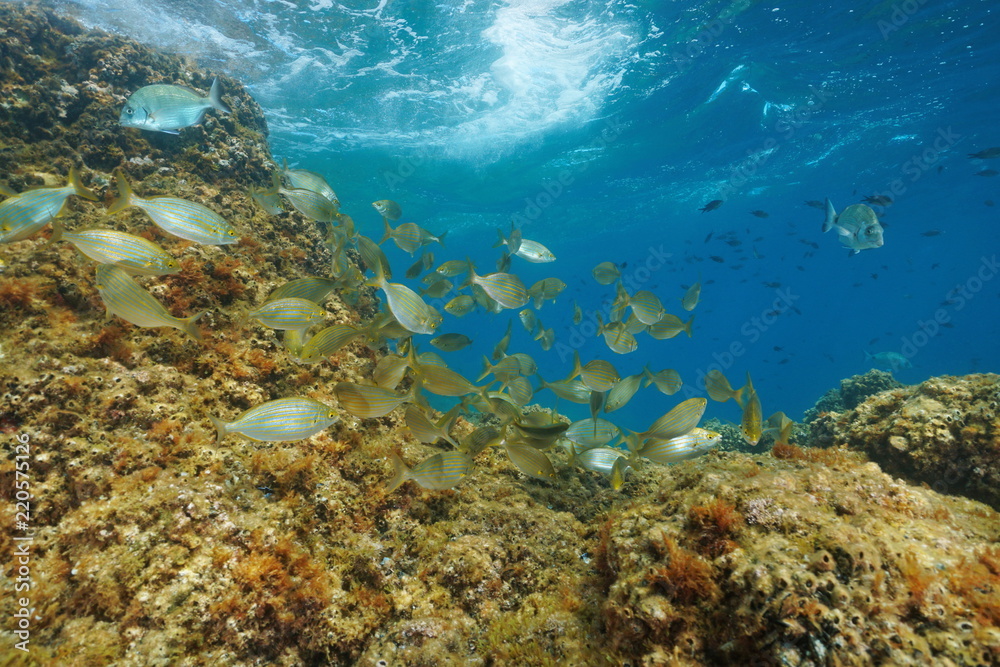 A shoal of fish with rock below water surface( dreamfish Sarpa salpa ) in the Mediterranean sea, marine reserve of Cerbere Banyuls, Pyrenees-Orientales, France