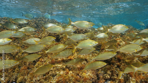 A school of fish  dreamfish Sarpa salpa  underwater in the Mediterranean sea  France