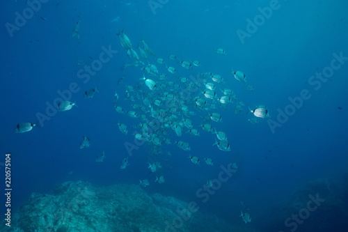 Mediterranean sea school of fish underwater, common two-banded sea bream Diplodus vulgaris, Pyrenees-Orientales, Roussillon, France © dam