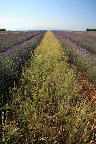 Fototapeta Naklejka Na Ścianę i Meble -  Lavendel in der Provence