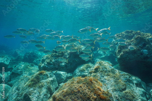 Fototapeta Naklejka Na Ścianę i Meble -  A school of fish, dreamfish Sarpa salpa, with rocks underwater in the Mediterranean sea, France