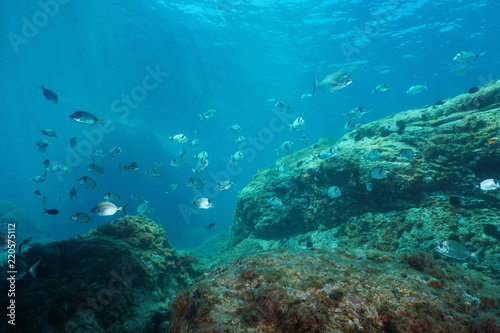 Seabreams fish with rock underwater in the Mediterranean sea  Catalonia  Cap de Creus  Costa Brava  Spain