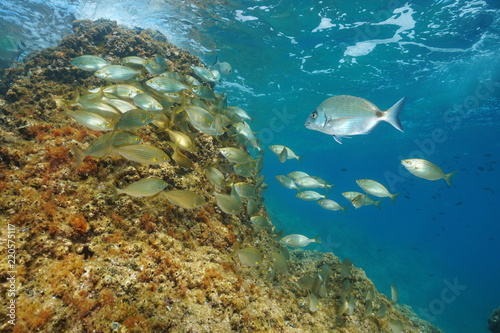 A shoal of fish underwater in the Mediterranean sea ( dreamfish Sarpa salpa and a white sea bream ), France © dam
