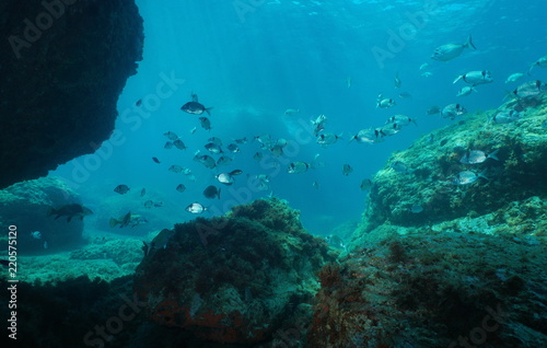 Shoal of fish in the Mediterranean sea  seabreams underwater with rock  Catalonia  Cap de Creus  Costa Brava  Spain