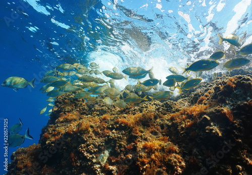Shoal of fish with rock below water surface ( dreamfish Sarpa salpa )underwater in the Mediterranean sea, Corsica, France