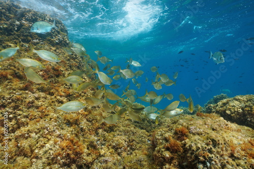 Fototapeta Naklejka Na Ścianę i Meble -  A shoal of fish with rock below water surface( dreamfish Sarpa salpa ) in the Mediterranean sea, marine reserve of Cerbere Banyuls, Pyrenees-Orientales, France