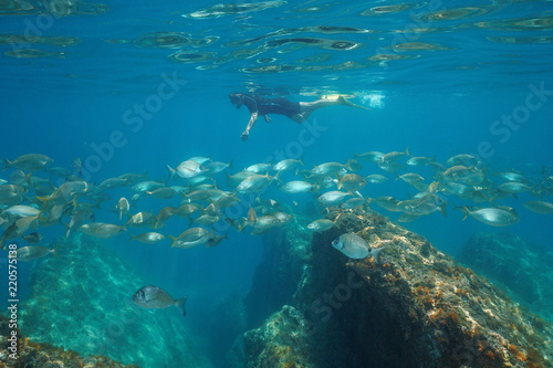 Snorkeling in the Mediterranean sea, a snorkeler on calm water surface looks at shoal of fish underwater, France © dam