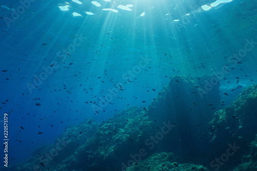 Underwater seascape in the Mediterranean sea, a shoal of fish (damselfish, Chromis chromis) with sunlight through water surface and rocky bottom, France