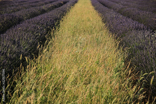 Fototapeta Naklejka Na Ścianę i Meble -  Lavendel in der Provence