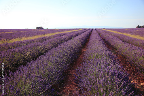 Fototapeta Naklejka Na Ścianę i Meble -  Lavendel in der Provence