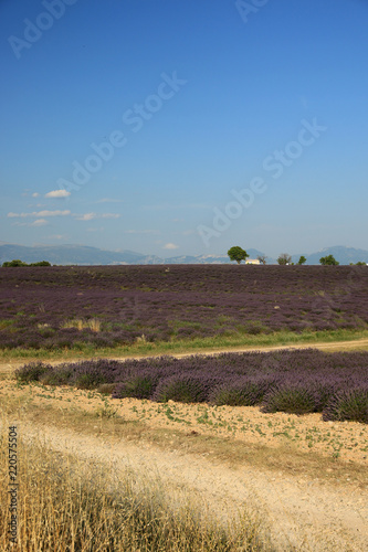 Fototapeta Naklejka Na Ścianę i Meble -  Lavendel in der Provence