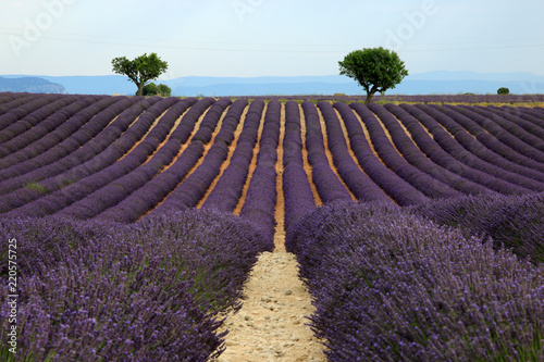 Fototapeta Naklejka Na Ścianę i Meble -  Lavendel in der Provence