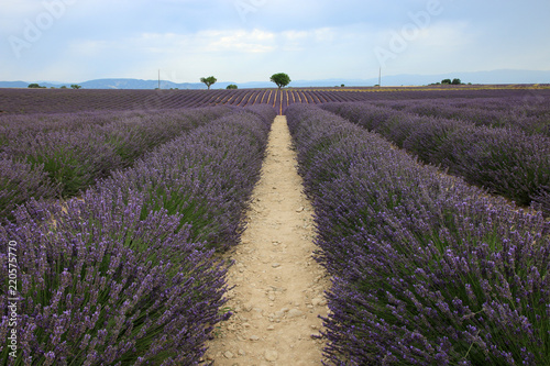 Fototapeta Naklejka Na Ścianę i Meble -  Lavendel in der Provence