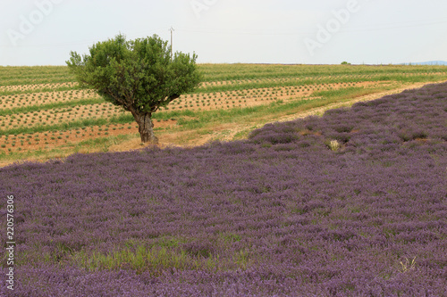 Fototapeta Naklejka Na Ścianę i Meble -  Lavendel in der Provence