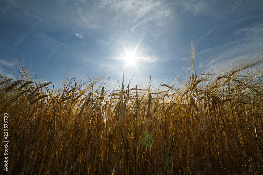 Barley field in summer