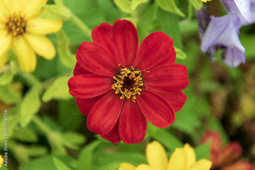 red flower in garden red flower in garden