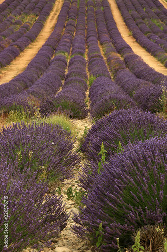 Fototapeta Naklejka Na Ścianę i Meble -  Lavendel in der Provence