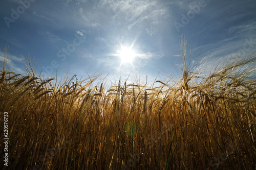 Barley field view.