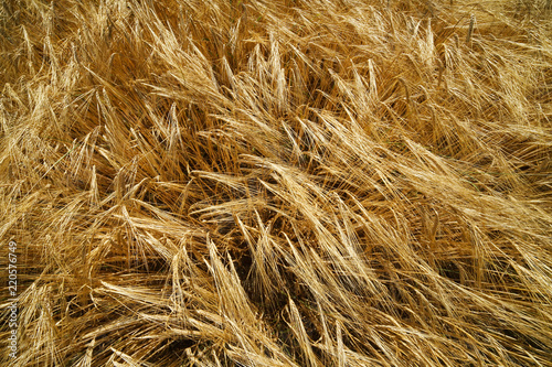 Barley field texture.