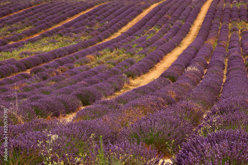Fototapeta Naklejka Na Ścianę i Meble -  Lavendel in der Provence