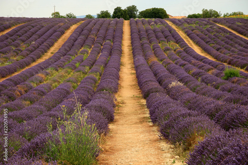 Fototapeta Naklejka Na Ścianę i Meble -  Lavendel in der Provence