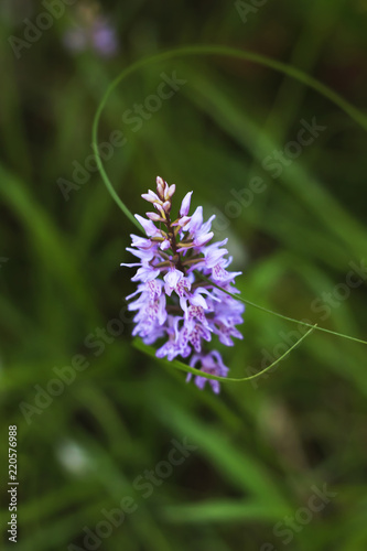 Wild orchid  dactylorhiza maculata .