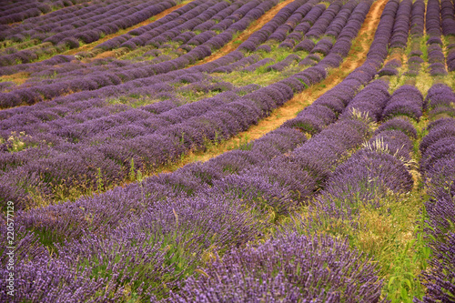 Fototapeta Naklejka Na Ścianę i Meble -  Lavendel in der Provence