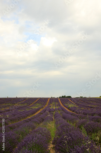 Fototapeta Naklejka Na Ścianę i Meble -  Lavendel in der Provence