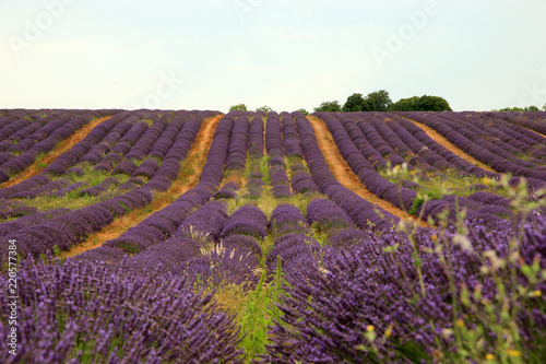 Fototapeta Naklejka Na Ścianę i Meble -  Lavendel in der Provence