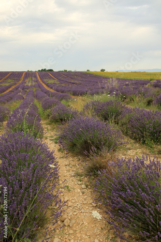 Fototapeta Naklejka Na Ścianę i Meble -  Lavendel in der Provence