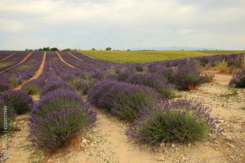 Fototapeta premium Lavendel in der Provence