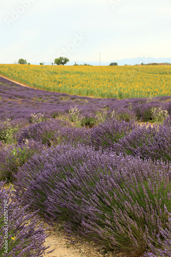 Fototapeta Naklejka Na Ścianę i Meble -  Lavendel in der Provence