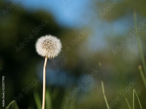 Close-up of dandelion with seeds. Beautiful blurred green   blue background.