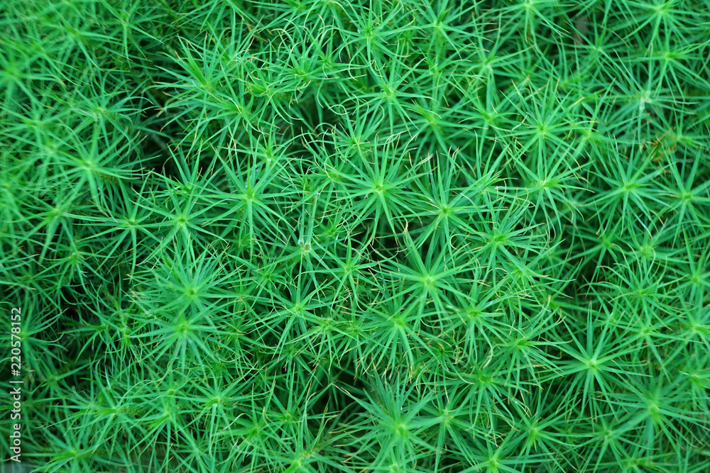 Close-up of green moss background.
