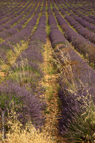 Fototapeta Naklejka Na Ścianę i Meble -  Lavendel in der Provence