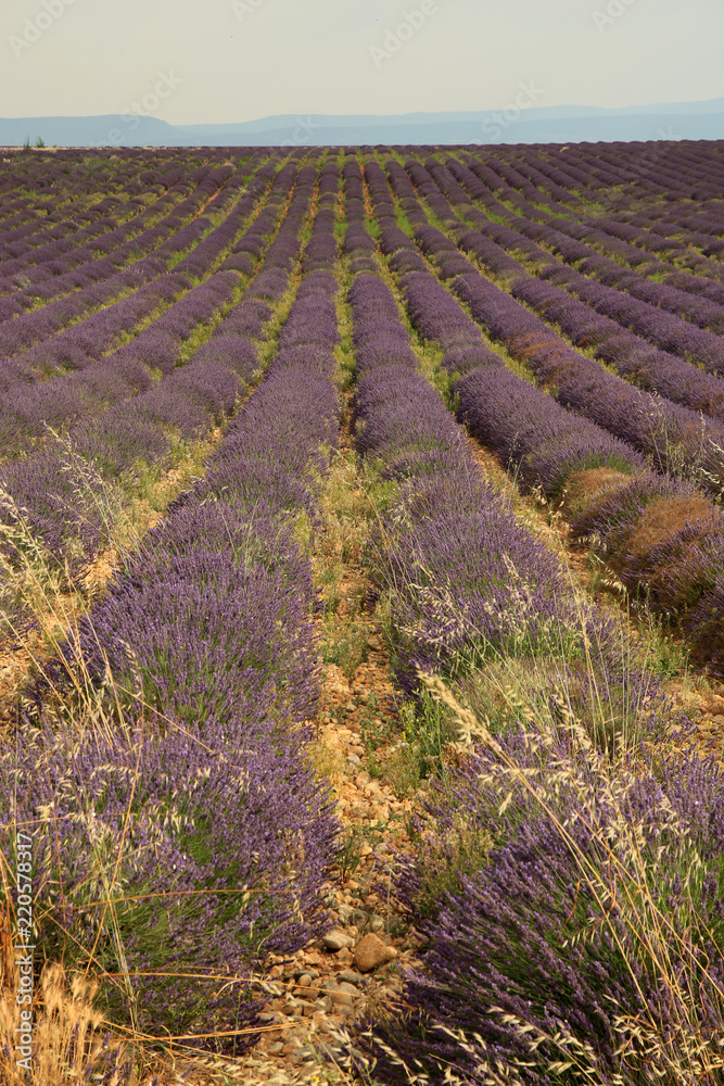 Fototapeta premium Lavendel in der Provence