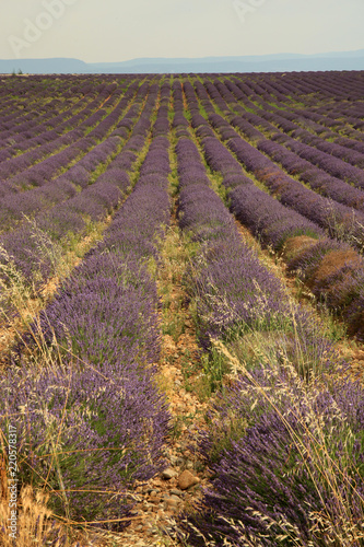 Fototapeta Naklejka Na Ścianę i Meble -  Lavendel in der Provence