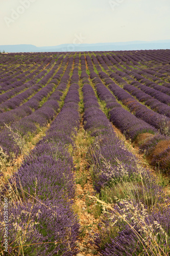 Fototapeta Naklejka Na Ścianę i Meble -  Lavendel in der Provence