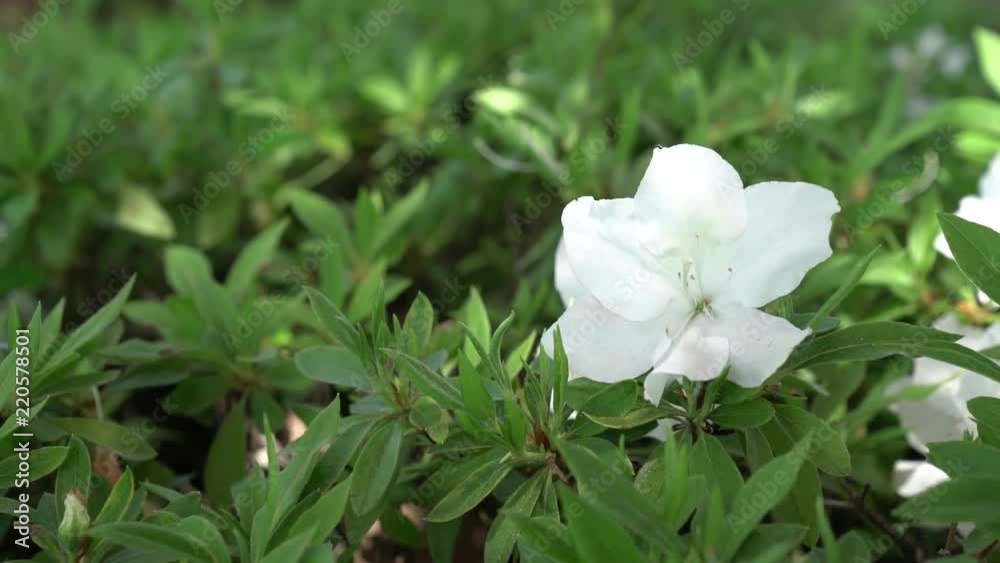 A view of a white flower against lush green foliage background. A view of a white flower against lush green foliage background.
