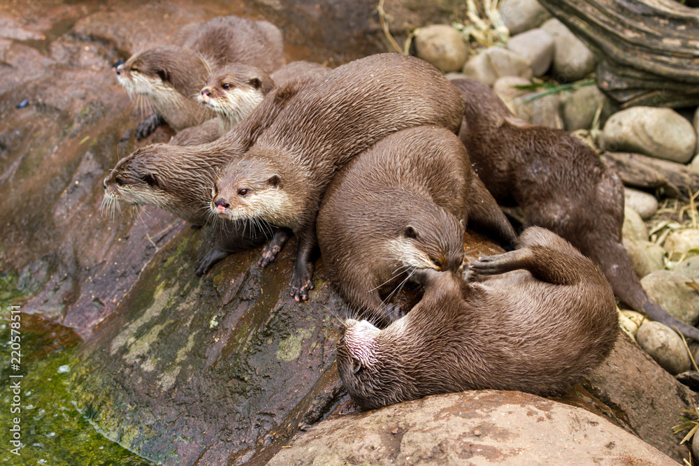 Fototapeta premium Lovely playful otters have fun outdoors nature