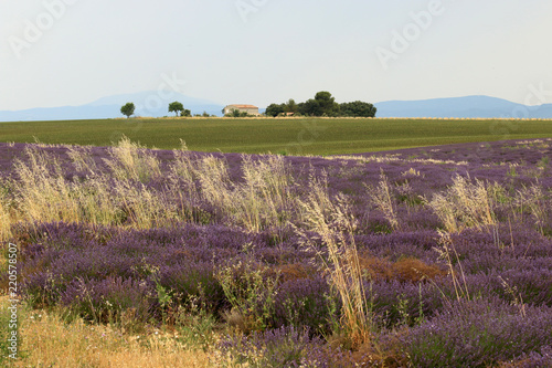 Fototapeta Naklejka Na Ścianę i Meble -  Lavendelfelde in der Provence