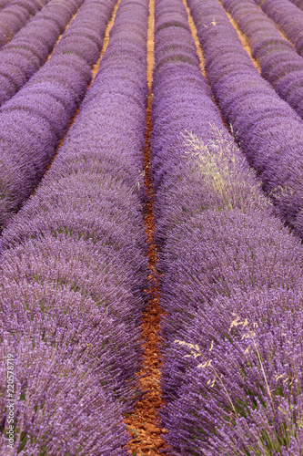 Fototapeta Naklejka Na Ścianę i Meble -  Lavendelfelde in der Provence