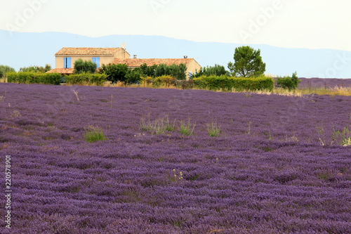 Fototapeta Naklejka Na Ścianę i Meble -  Lavendelfelde in der Provence