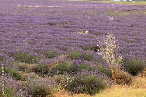 Fototapeta Naklejka Na Ścianę i Meble -  Lavendelfelde in der Provence