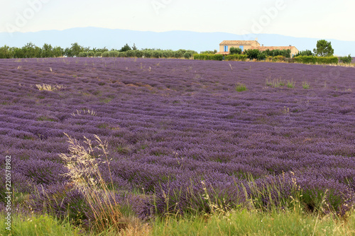 Fototapeta Naklejka Na Ścianę i Meble -  Lavendelfelde in der Provence
