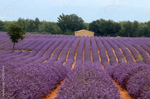 Fototapeta Naklejka Na Ścianę i Meble -  Lavendelfelde in der Provence