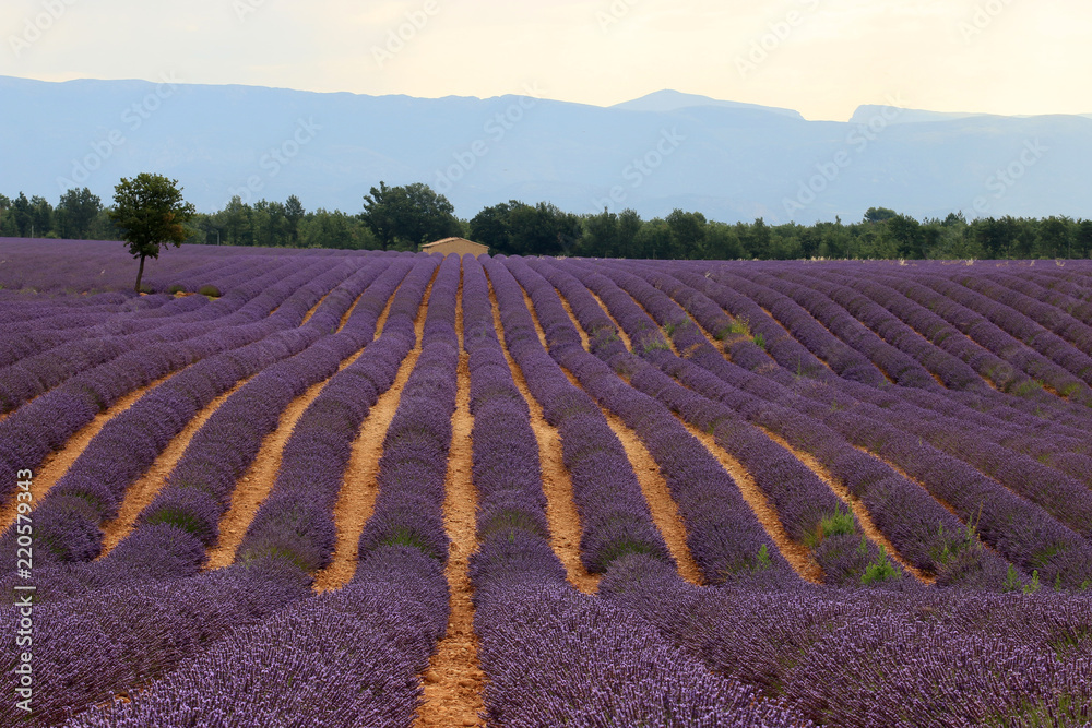 Fototapeta premium Lavendelfelde in der Provence